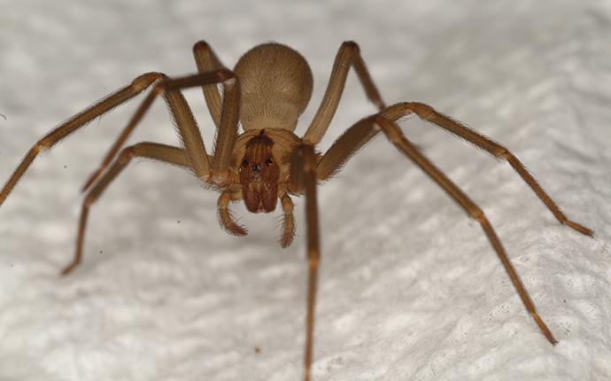 a brown recluse spider on a paper towel