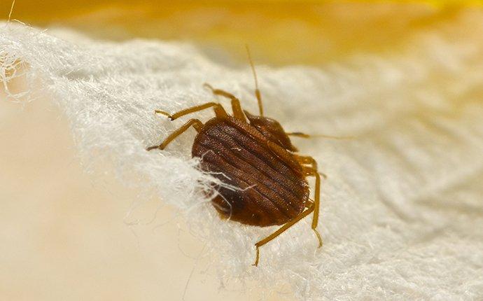 bed bug crawling on bedding