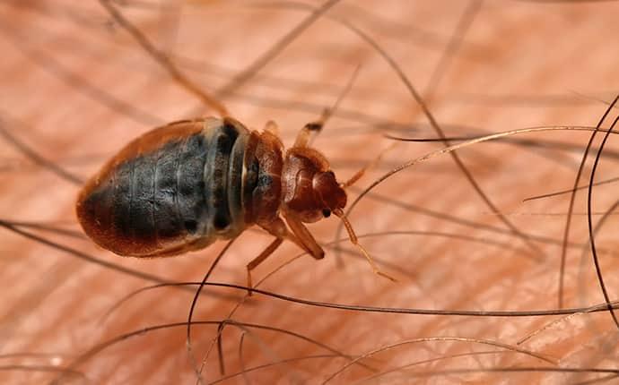 bed bug biting human skin