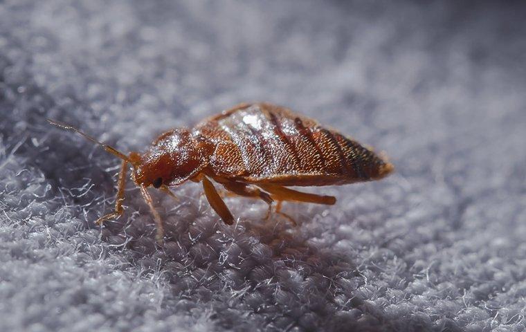 a bed bug on a blanket