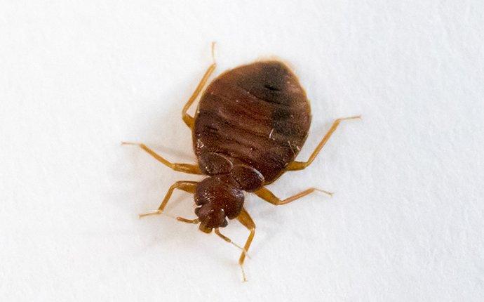 bed bug in bed
