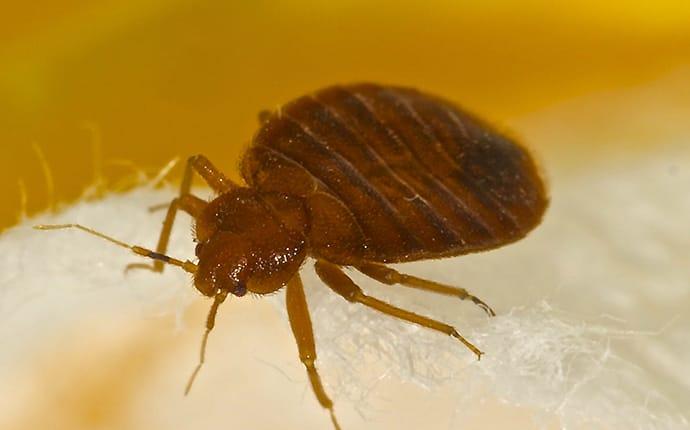 bed bug on cotton