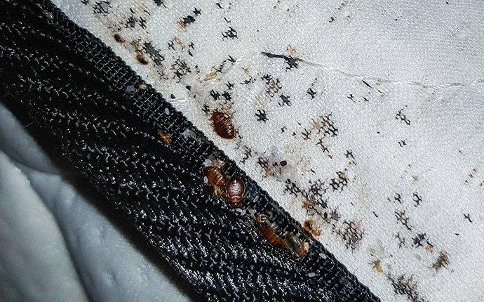 bed bugs on mattress