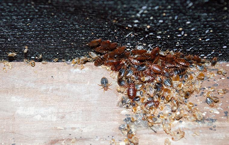 nasty bed bugs on a box spring in home