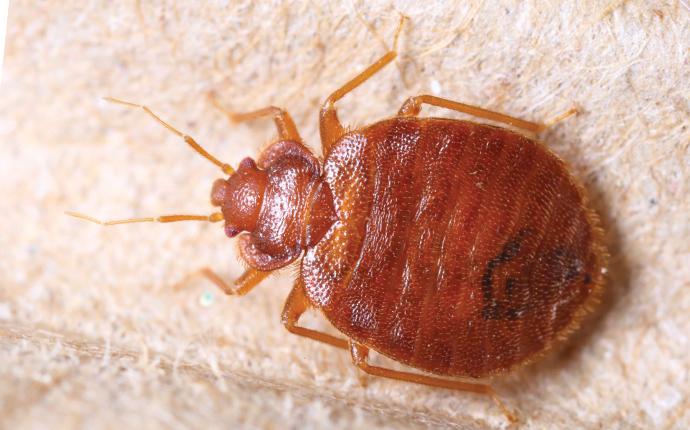bed bug crawling on box spring