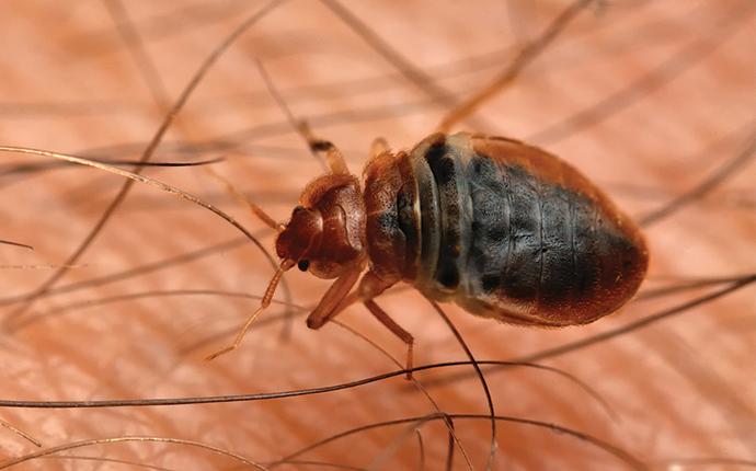bed bug on a residents skin