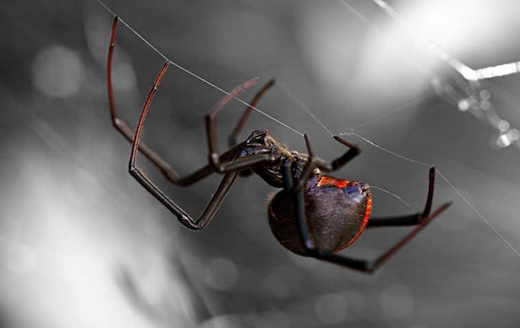 black widow spider on a web