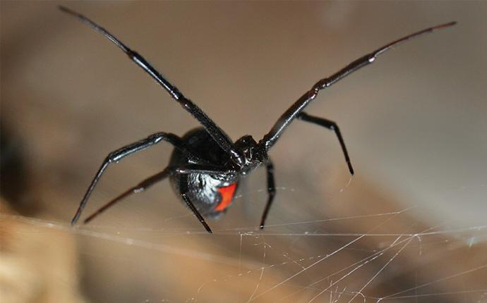 black widow spider weaving a web