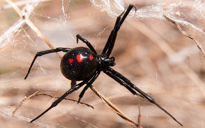 black widow spider in the fall