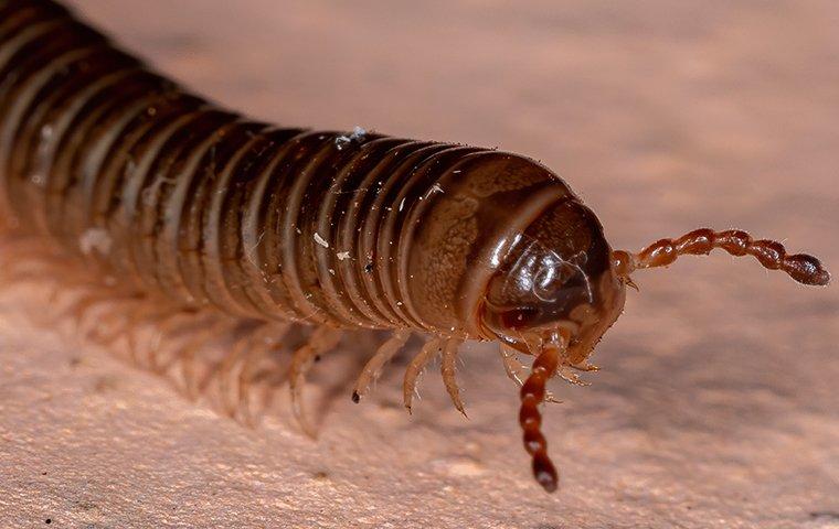 millipede crawling