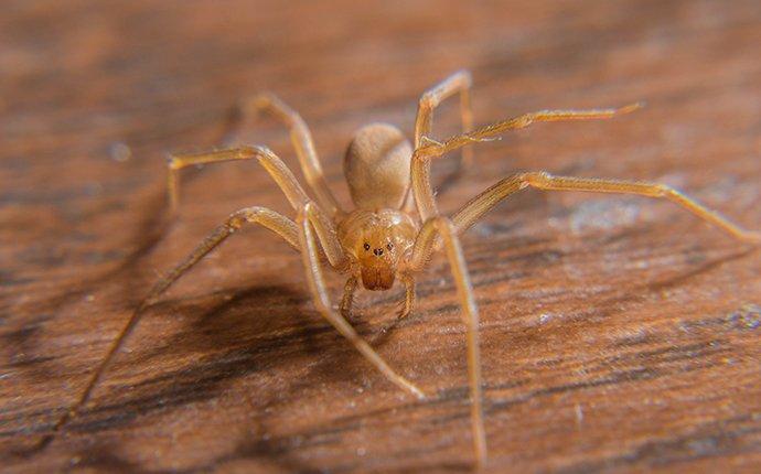 brown recluse on wooden floor