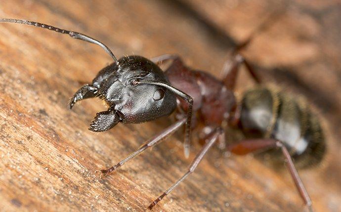 carpenter ant crawling on tree