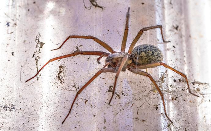 house spider in glass