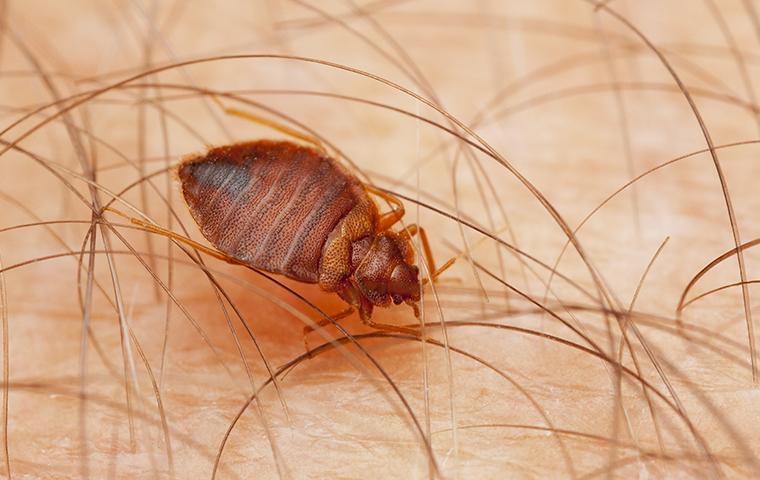 a bed bug on a mans arm