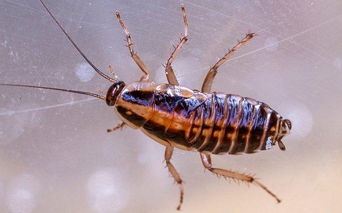 cockroach under microscope