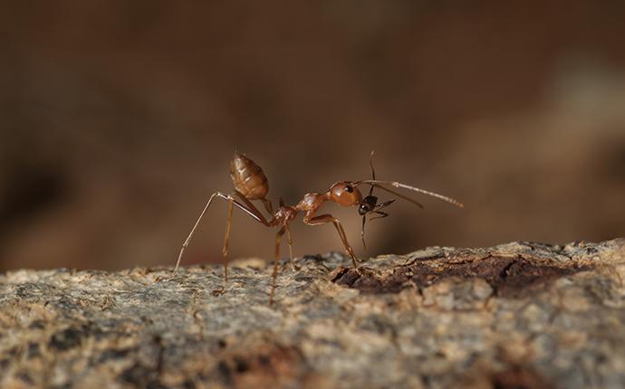 a fire ant on a log up close