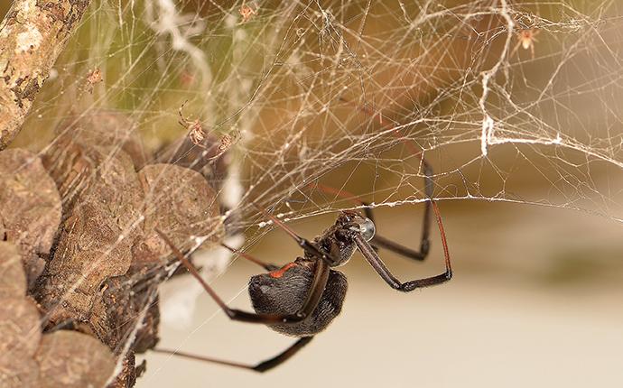 a black widow on a web