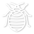 bed bug