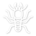 termite