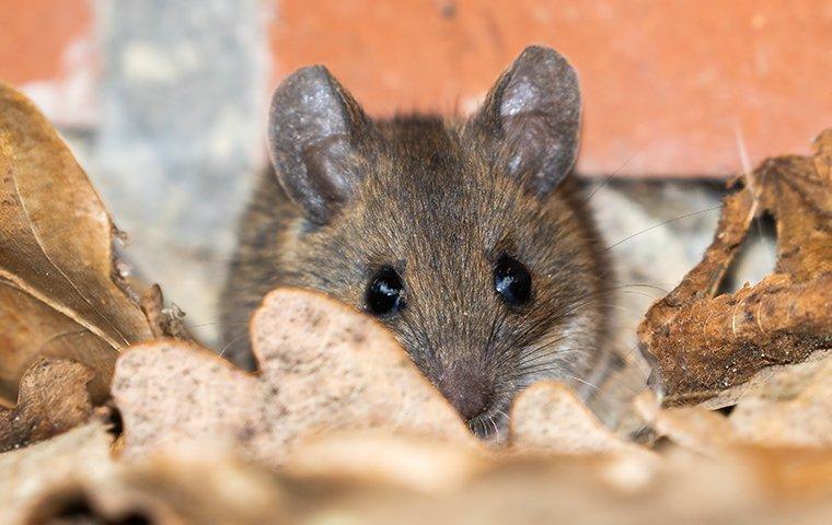 a mouse in a leaf pile