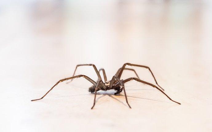 spider crawling on floor