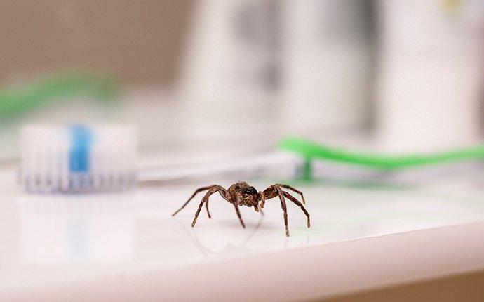spider on a table