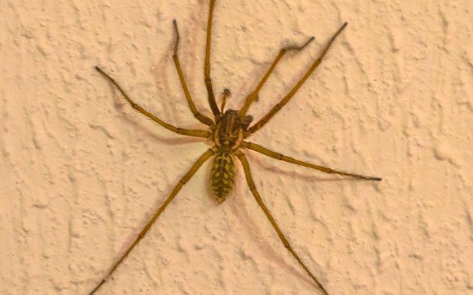 spider in basement