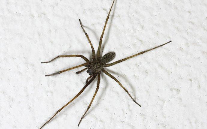 spider up close
