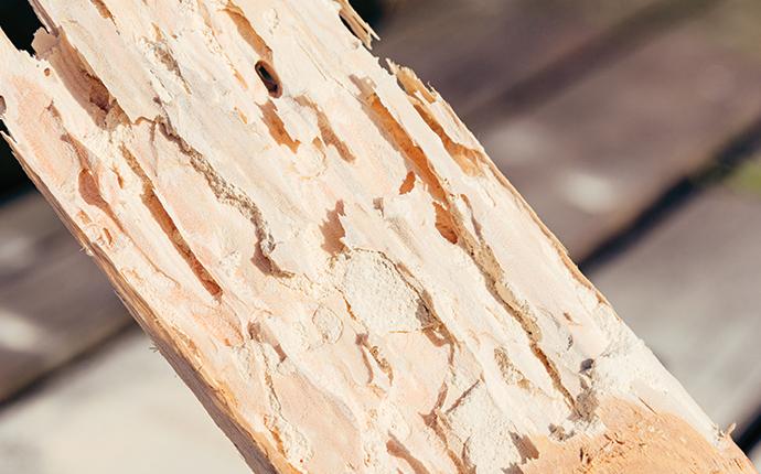 a piece of wood that has been damaged by a powder post beetle