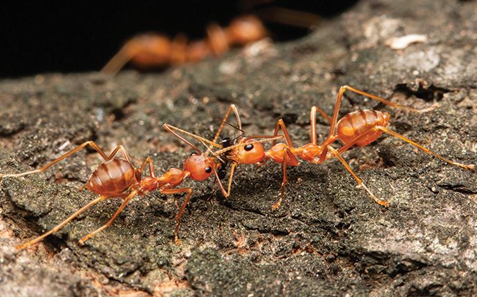 fire ants fighting on a log