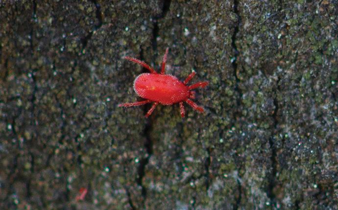 a clover mite on old wet wood
