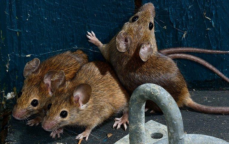 several mice in a shed