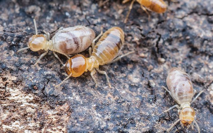 termites in modoc sc