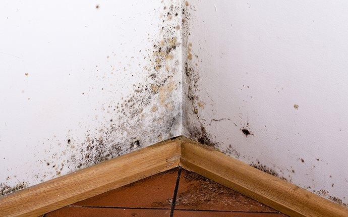 mold in corner