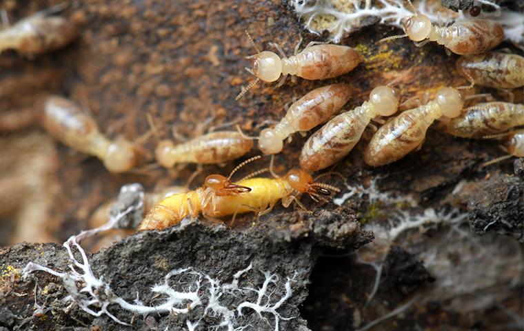many termites in a south carolina house
