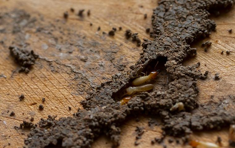 termites seen around a house