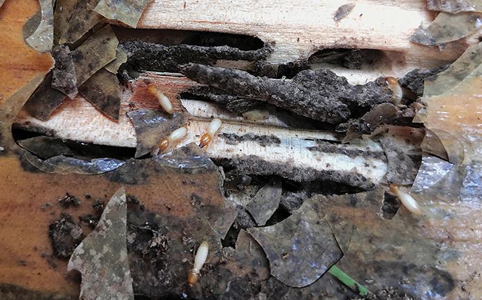 termite damage to a house