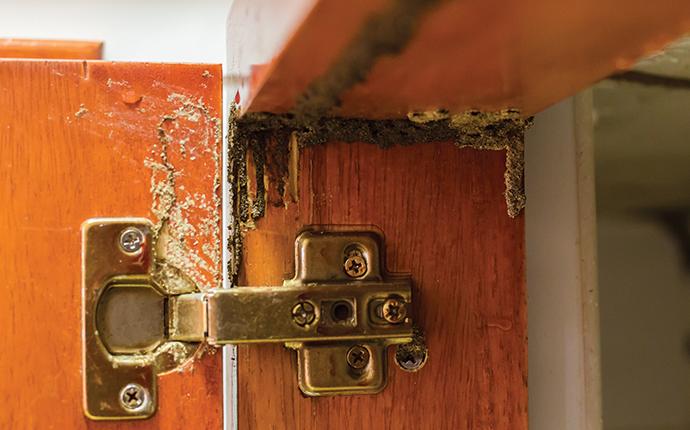 termite damage near the hinge on a cupboard door