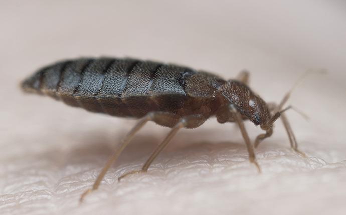 a bed bug on a person in north augusta sc