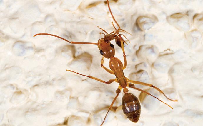 a fire ant with a smaller ant in its mouth