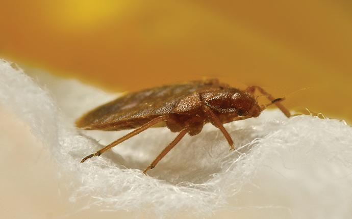 a bed bug on a mattress in a house in ridge spring sc