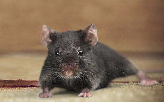 a rat crawling in a house