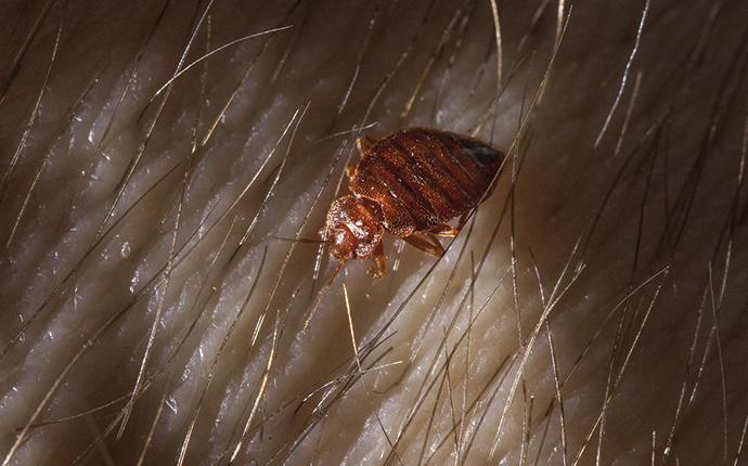 a bed bug on a mans arm at night