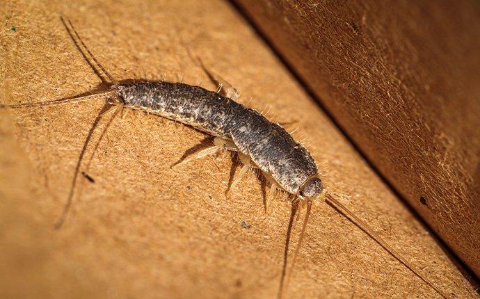 silverfish in drawer