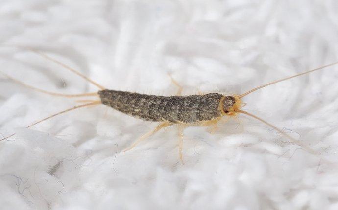 silverfish in on fabric