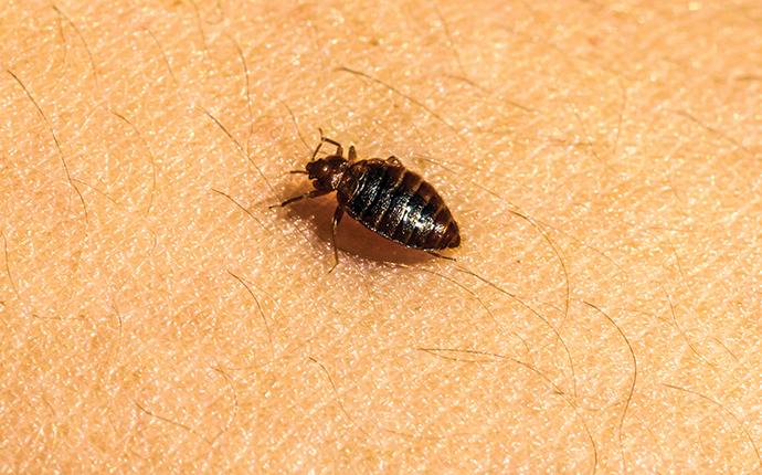 a bed bug on a person in springfield sc