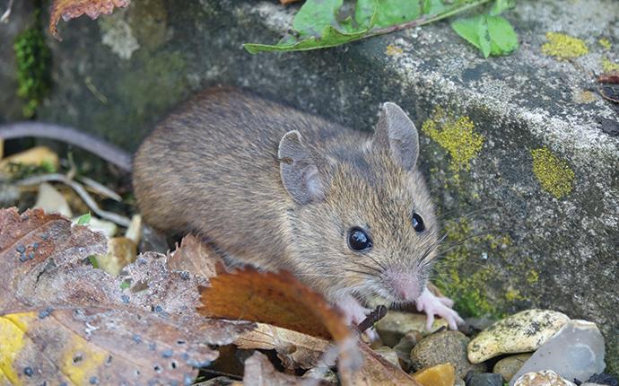 house mouse next to porch step