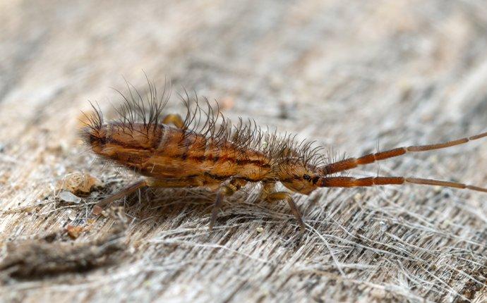 springtail on fabric