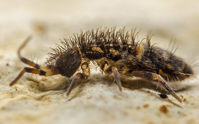 springtail in wheat flour