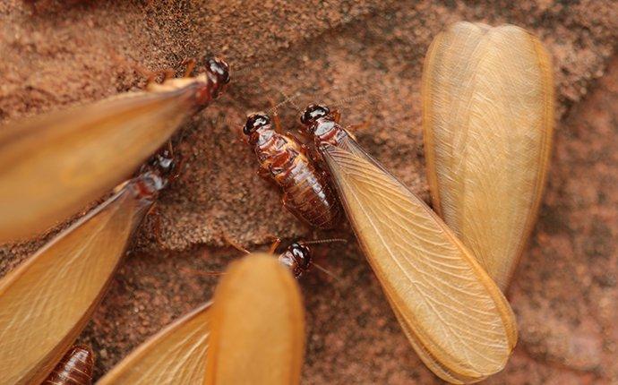 termite alates looking for a new nest